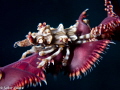   Xenon crab  